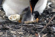 Eselspinguin (76 von 97).jpg